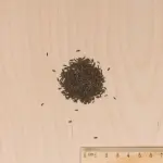 Potagères - Laitue Pommée Merveille des 4 Saisons - BIO - MEDIA_3D